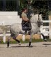 Dream stallion Spanish Horse (HIGH LEVEL OF TRAINING)