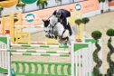 Incredible Energetic Show Jumper Schoolmaster