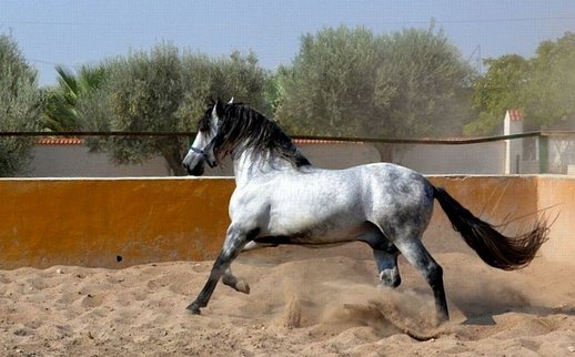 INFANTE XLV 