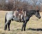 10 Jahre alter Blue Roan Quarter Horse Wallach.