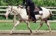 dedicated Quarter Horse Mix mare in unusual color