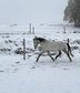 Hungarian Sport Pony