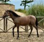 Tesoro Primero - PRE, Hengst, 6 Monate, Falbe (kann Schimmel)