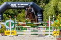 10Jahrigen Vallach, Springen+Dressure
