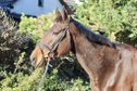 Nerve-racking gelding for leisure, dressage and cross-country