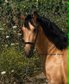 DREAM AND HANDSOME HORSE (PRE)
