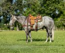 Kemo is a 5 AQHA gray gelding