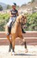 CDE dressage mare by Quarterback / full papers