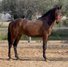 Duque ABS, PRE Pura Raza Española, Hengst, 3 Jahre, Brauner