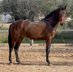 Duque ABS, PRE Pura Raza Española, Hengst, 3 Jahre, Brauner