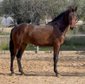 Duque ABS, PRE Pura Raza Española, Hengst, 3 Jahre, Brauner