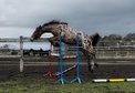 Top quality gelding in amazing  leopard color 