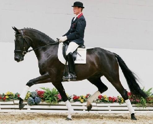 World Champion 5y old - Desperado v Dressage Royal
