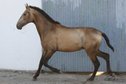 2 year old PRE Buckskin stallion - directly from the breeder