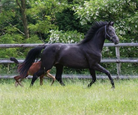 Black broodmare by Jazzman in foal to Quando Unico