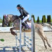 Temperamentvolles, auffälliges großes Konik Jumper Pony