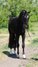 Warmblut Wallach mit super Abstammung!