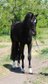 Warmblood gelding with great pedigree!