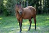Great Reining/Ranch Horse/Allround Prospect 