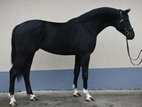 3-jähriger Hengst, 173 cm, 