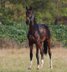 Beautiful young stallion ideal for big rider 