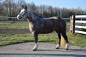 Calm and reliable mare – ideal for beginners and children
