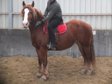 Warmblutmixstute "Adlena"!