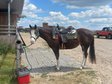 Superliebe, kinderliebe Paint Horse Stute