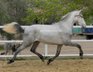 Top PRE / Talented horse