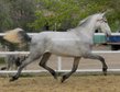Top PRE / Talentiertes Pferd