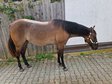 cool, grullo-coloured Quarter Horse mare with good all-round bala