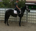 Warmblutstute "Martha"