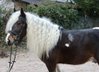 Beautiful Tinker gelding with 1A character! Therapy horse