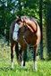Bay splash farbener Quarter Horse Hengst