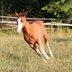 Typvoller Quarter Horse Hengst mit toller Zeichnung