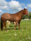 Bildhübsche Quarter Horse Stute