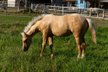 Top Quarter Horse Jährling von Sharp Dressed Shiner
