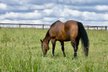 Top gezogene Quarter Horse Stute mit Fohlen 