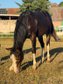 Reining gezogener Quarter Horse Hengst von Shiners Voodoo
