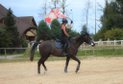 Bombproof AA gelding for Trails/ Eventing/ Endurance !
