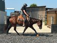 Bildhübsche, feine Quarter Horse Stute