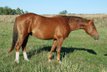 charmanter Nachwuchshengst aus Top Reininglinien