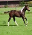 Beautiful, buckskin-tobiano Paint Horse stallion yearling