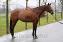 outstanding allrounder mare with perfect pedigree