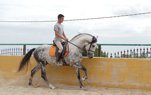  GANADOS CHANDO FARM