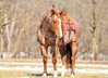 Freundliche und super talentierte Quarter Horse Stute
