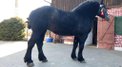3 Jahre alte trächtige Stute Percheron zu verkaufen