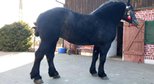 3 years old pregnant mare percheron for sale