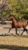 TOP YOUNG PRE STALLION / DRESSAGE PROSPECT