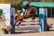 Honest, riding gelding for jumping, dressage & VS